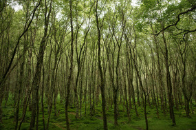 Glendalough 25