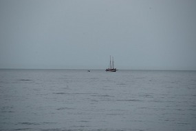 Humpback 01