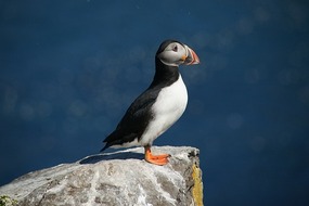 Grimsey 045