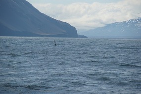 Grimsey Whale 04