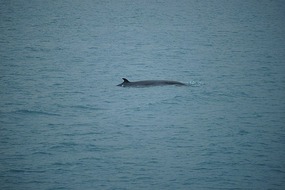 Reykjavik 219
