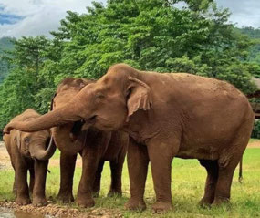 Elephants