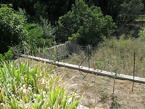 Olive Tree Terrace