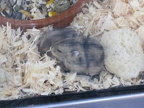 Close up  Hamsters