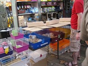 Street Vendors Pets