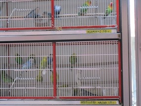 Vendors and Birds