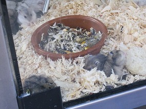 Tiny Hamsters/Vendors