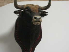 Bull's Head 1