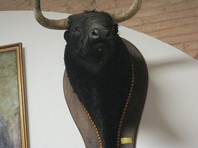 Bull's Head 2
