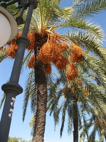 Date Palm on River walk 2