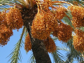 Date Palm on River walk