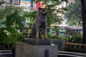 Hachiko