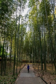 Bamboo Forest
