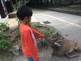 The deer in Nara