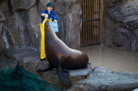 The Aquarium