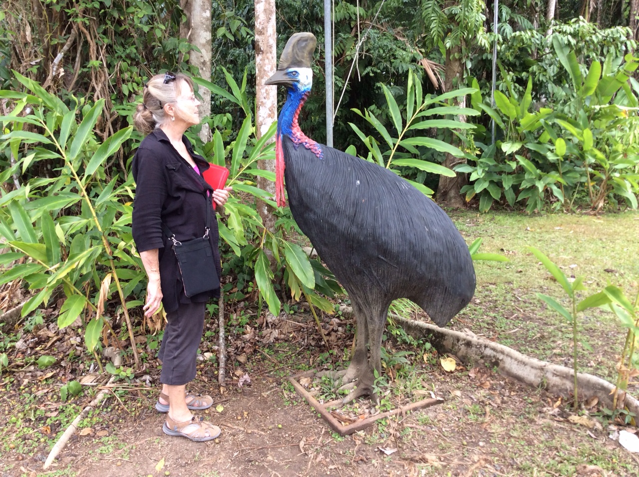 Cassowary Size Exploring The Dealt Cassowary Nature s Fascinating