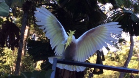 Sulphur crested cockatoo