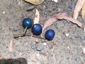 Ginger fruit
