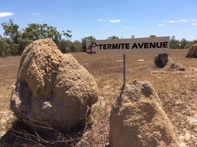 Termite mounds...they are everywhere