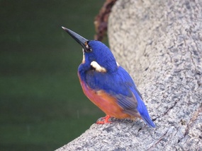 Azure Kingfisher