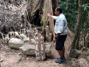 Shield making Daintree 