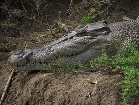 My what big teeth you have!