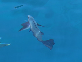 under water