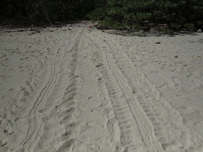 turtle tracks