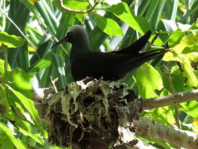 nesting noddy
