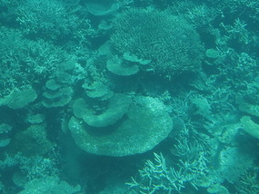 corals