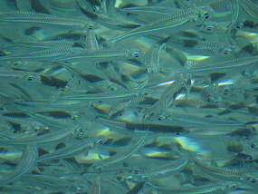 fish school