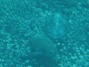 green turtle viewed from sub