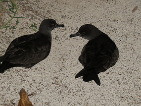 Shearwaters/mutton birds singing