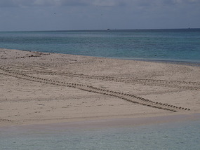 turtle tracks