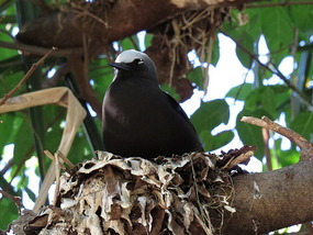 nesting noddy