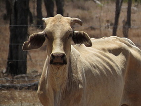 cattle