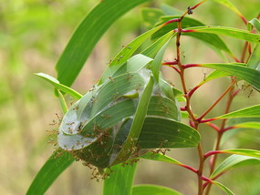 green ant nest