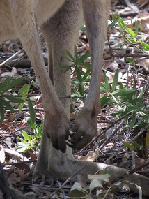 Kangaroo ''hands''