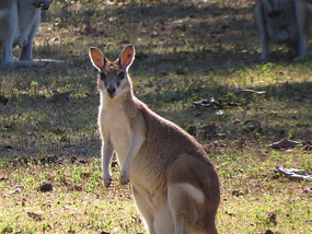 wallaby