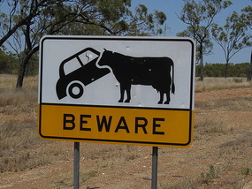 Warning: big! cattle on road
