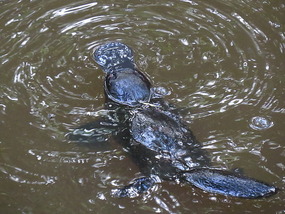 platypus