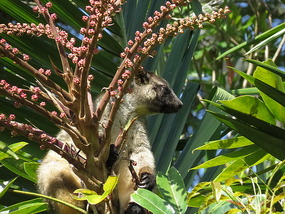 tree kangaroo