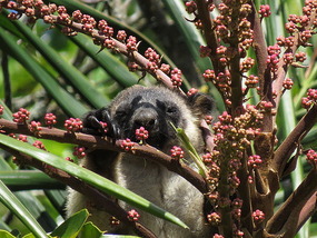 tree kangaroo