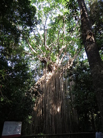 Curtain Fig
