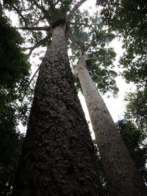 giant Kauri pines