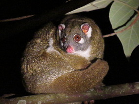 Green possum