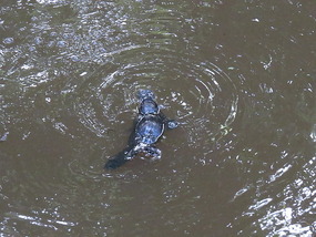 platypus