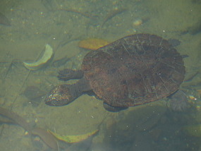 sawshell turtle