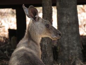 eastern grey Kangaroo