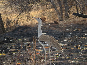 Bustard